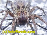 /home//u458753944/public_html/sourcegallery//Roxborough Toad Detour/2022/2022-03-19/P3190903.JPG